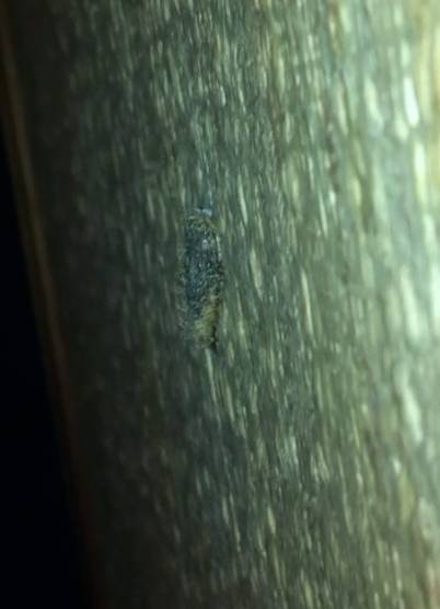 Identificazione Larva